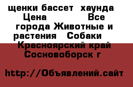 щенки бассет- хаунда › Цена ­ 20 000 - Все города Животные и растения » Собаки   . Красноярский край,Сосновоборск г.